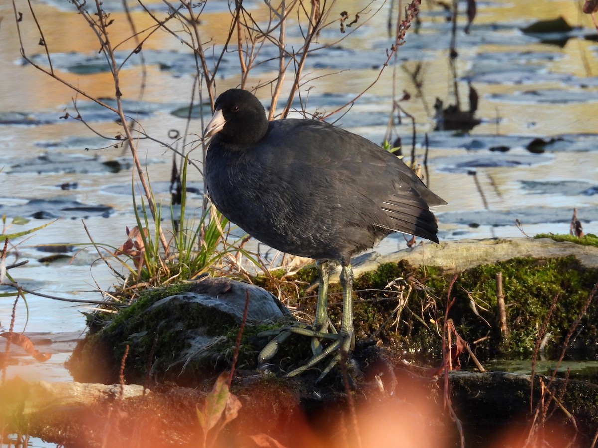 American Coot - ML644177902