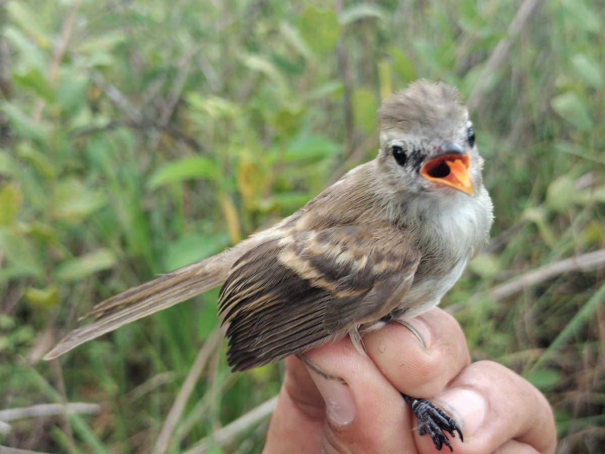 Fuscous Flycatcher - ML644177907