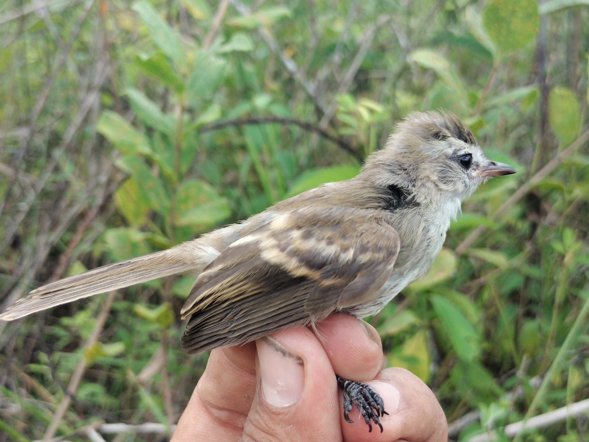 Fuscous Flycatcher - ML644177908
