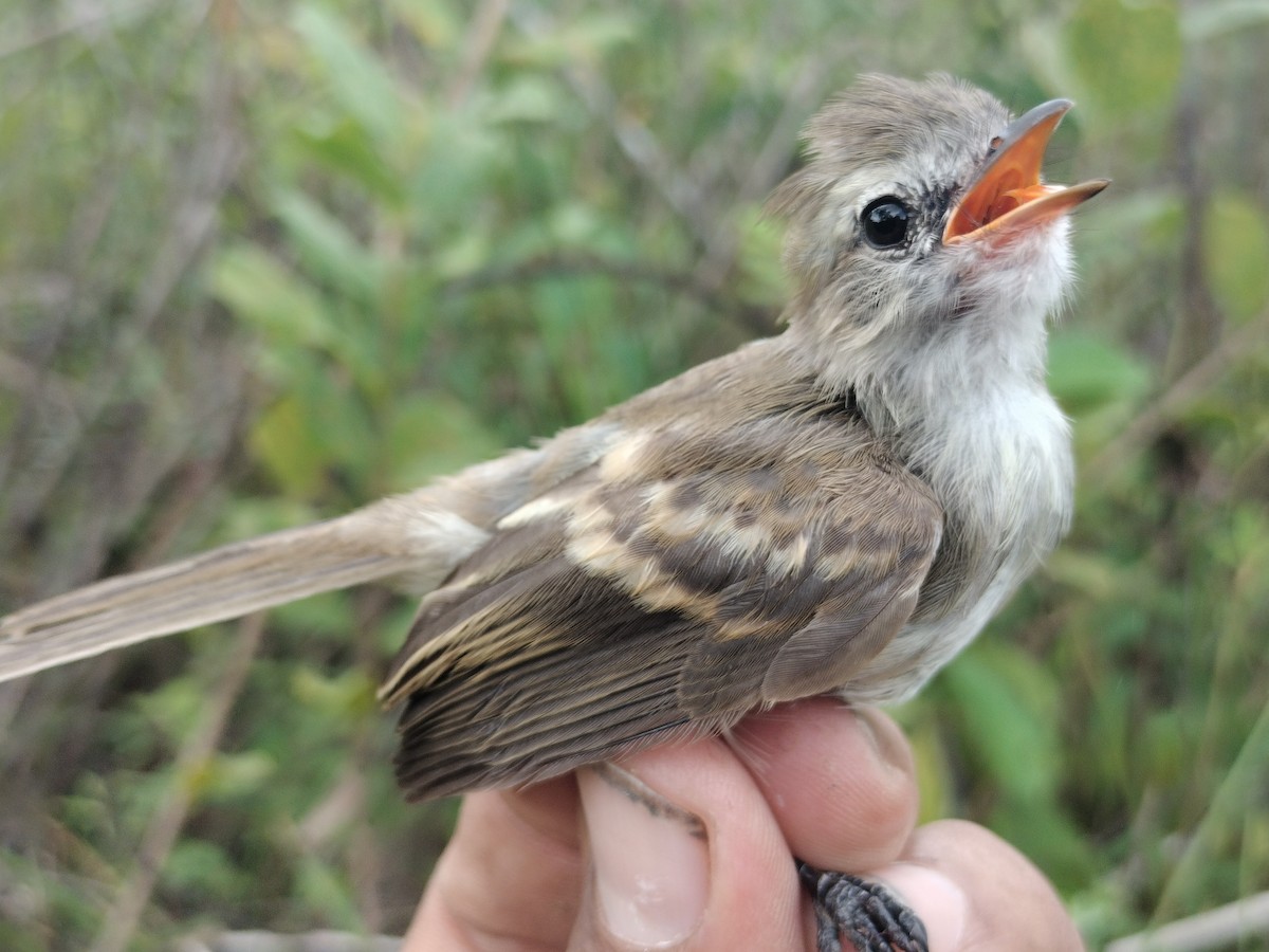 Fuscous Flycatcher - ML644177909
