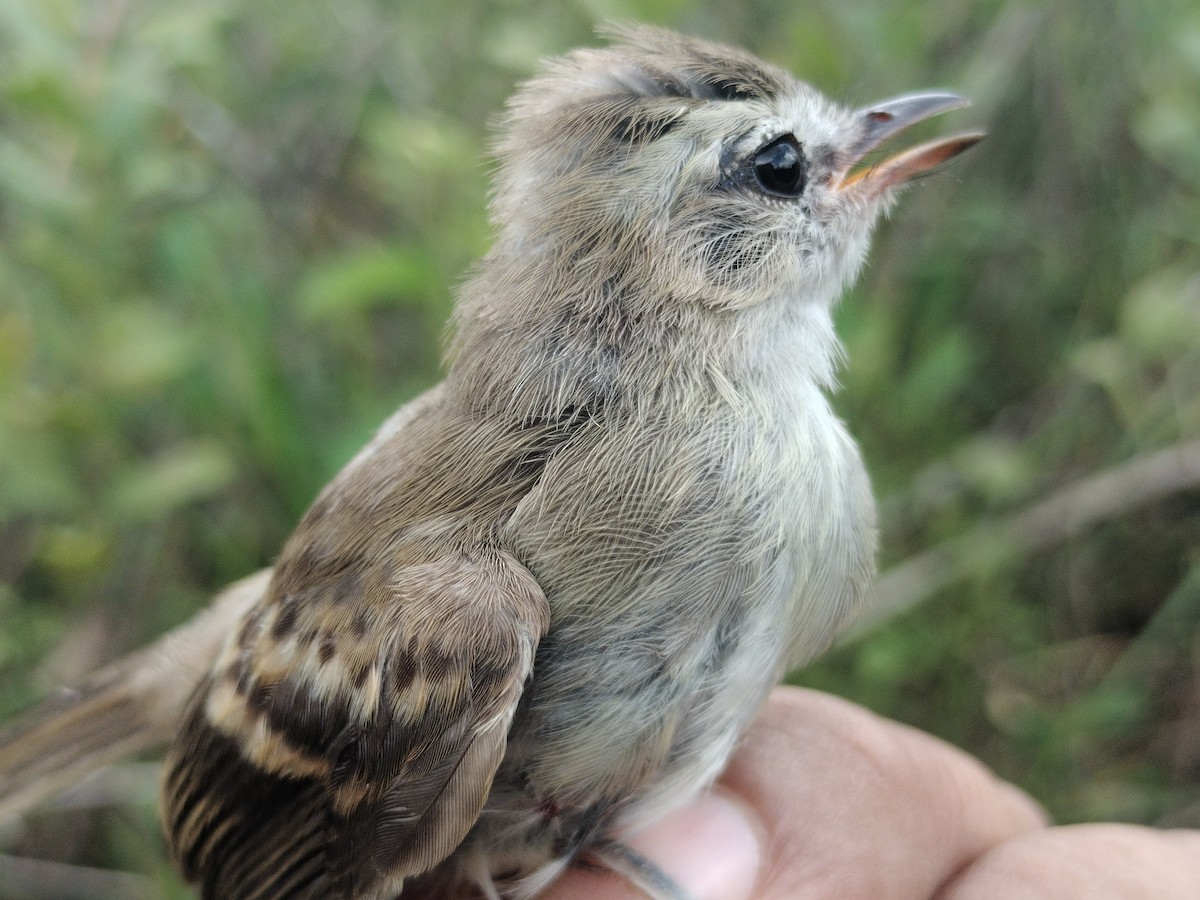Fuscous Flycatcher - ML644177911