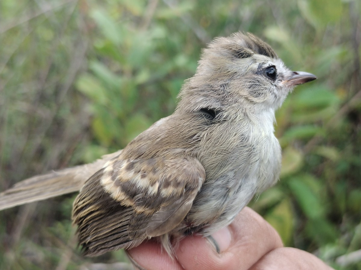 Fuscous Flycatcher - ML644177912