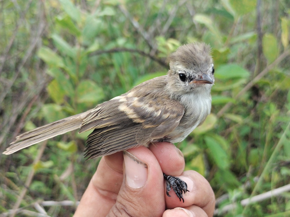 Fuscous Flycatcher - ML644177915