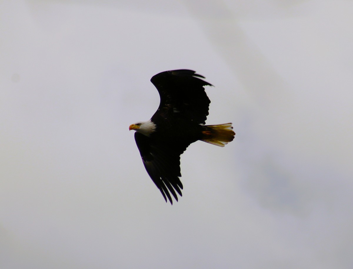 Pygargue à tête blanche - ML644177919