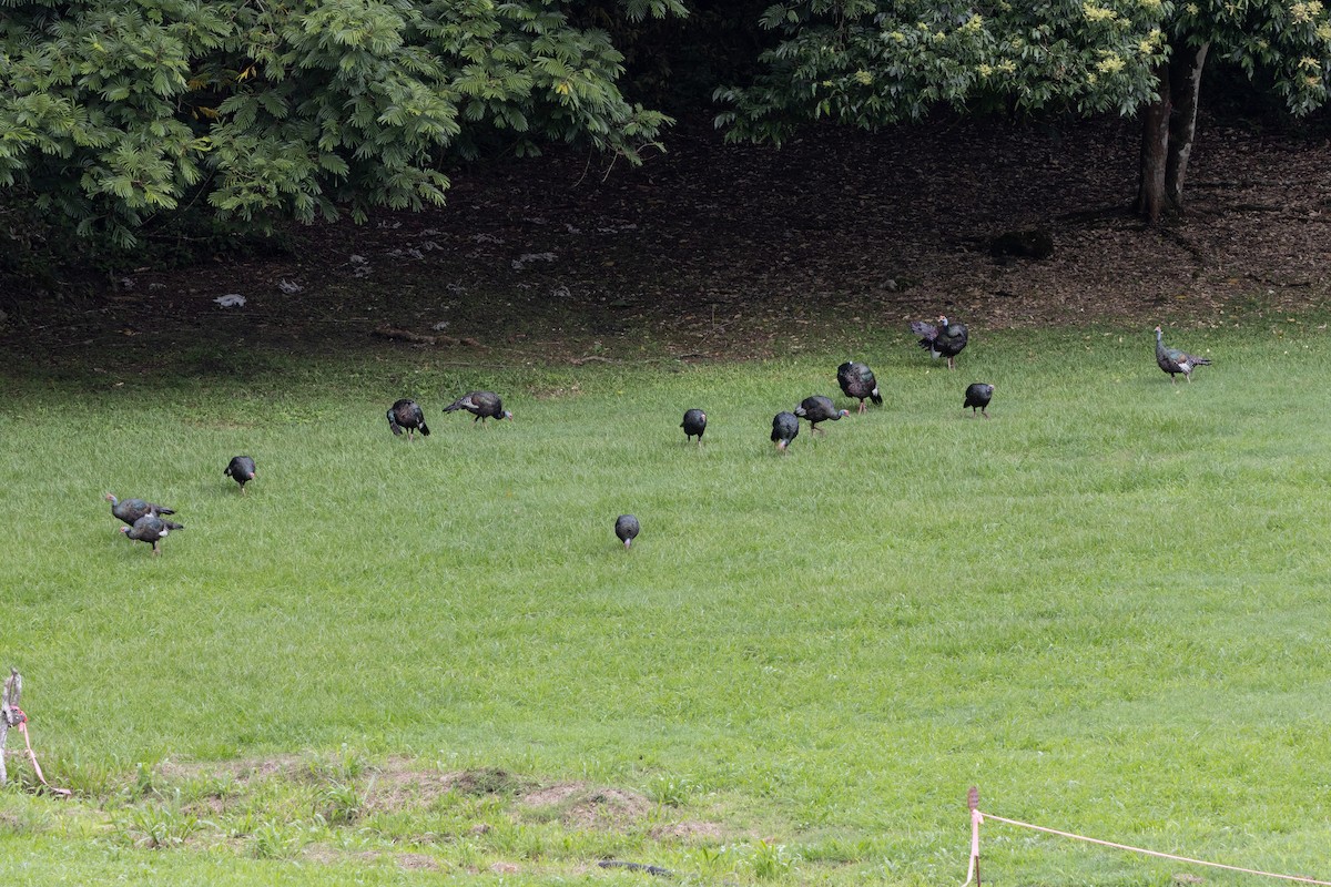 Ocellated Turkey - ML644177938