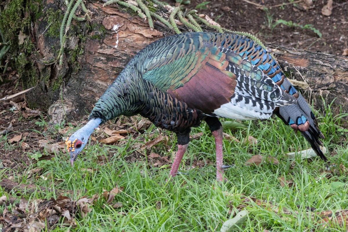 Ocellated Turkey - ML644177940