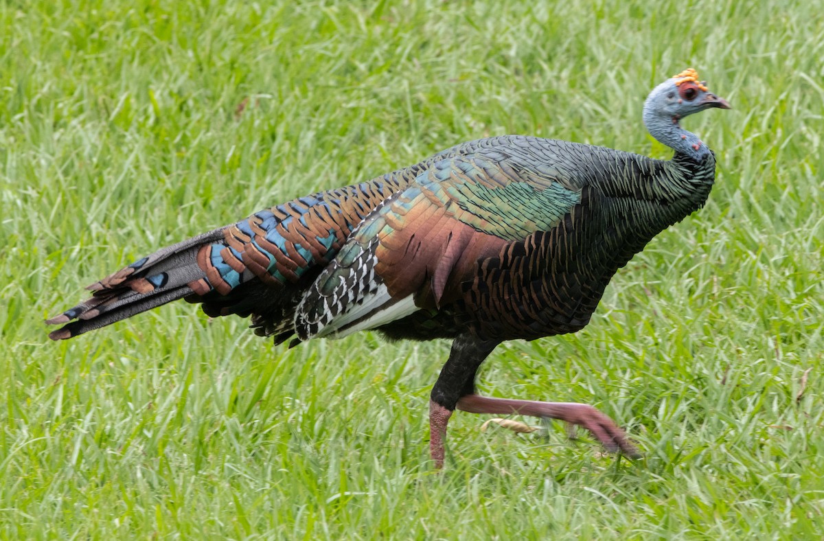 Ocellated Turkey - ML644177948