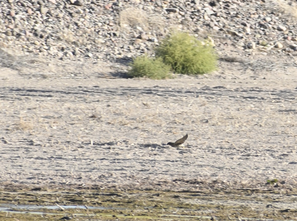 Merlin - ML644177963