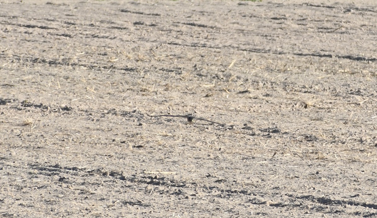 Merlin - ML644177964