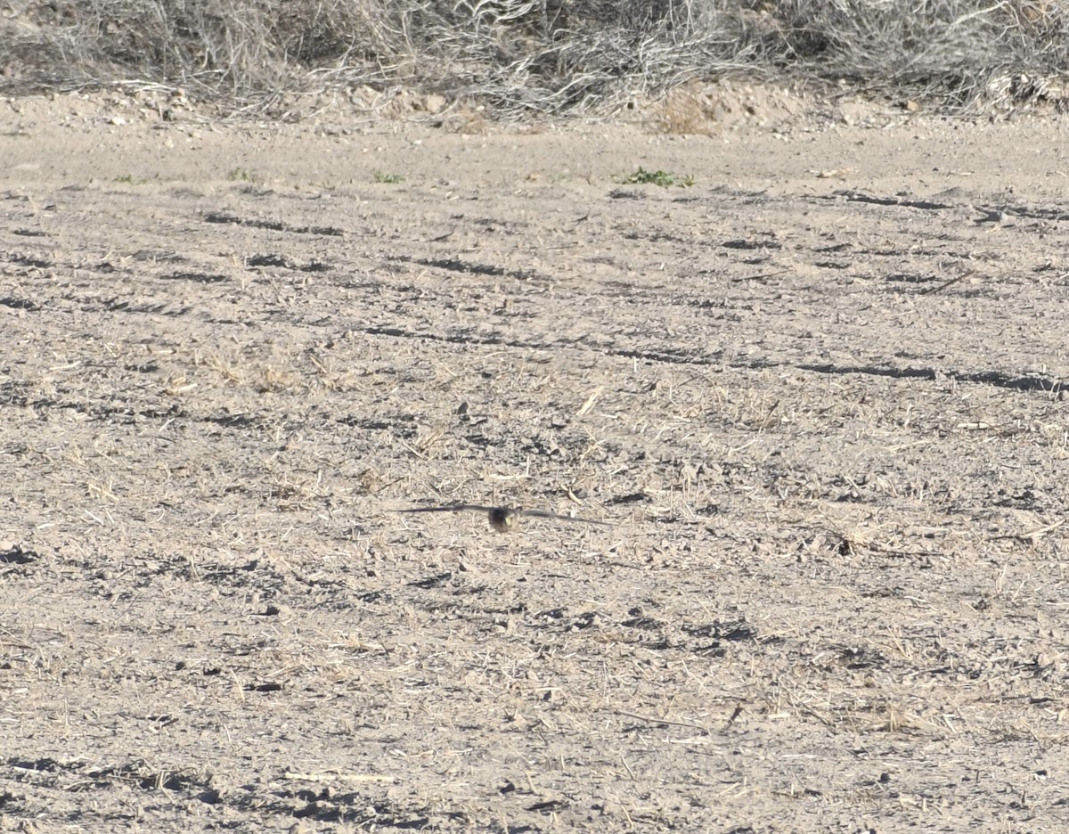 Merlin - ML644177965