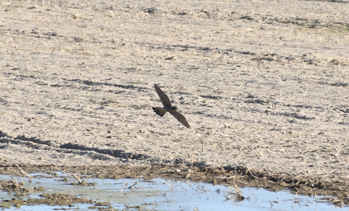 Merlin - ML644177966