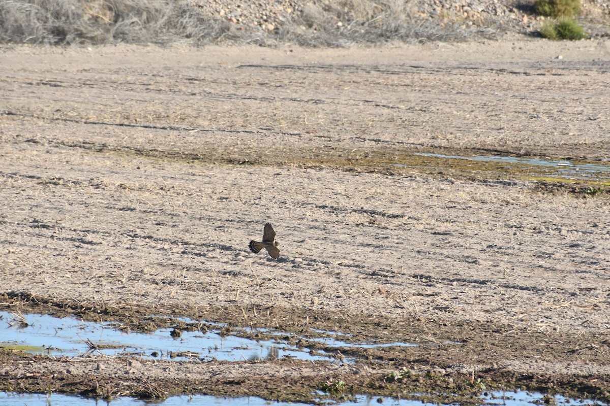 Merlin - ML644177967