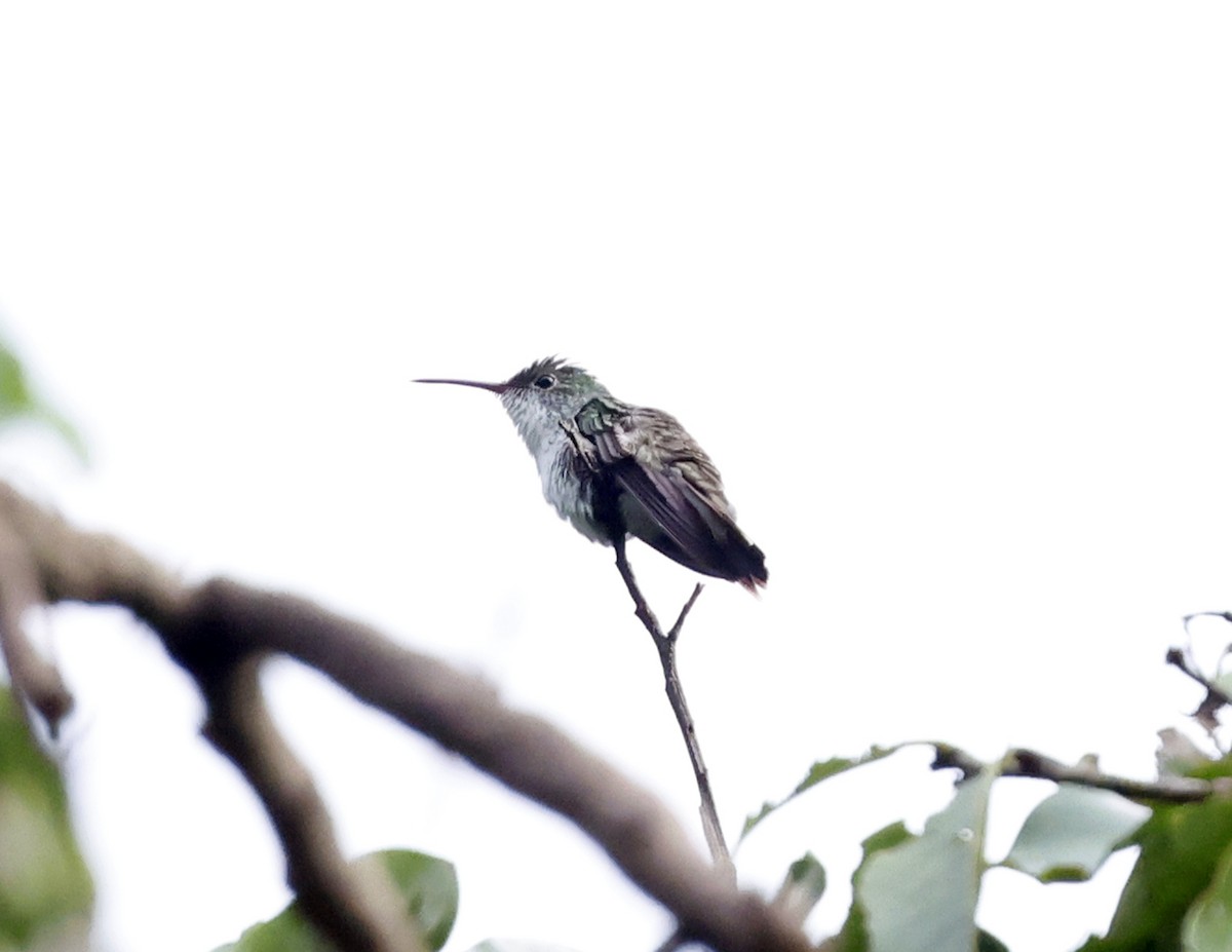 White-bellied Emerald - ML644177968