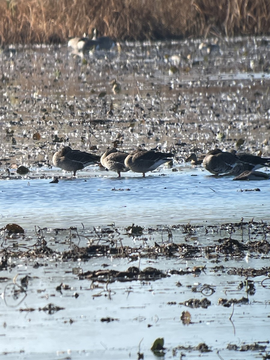 Greater White-fronted Goose - ML644177982