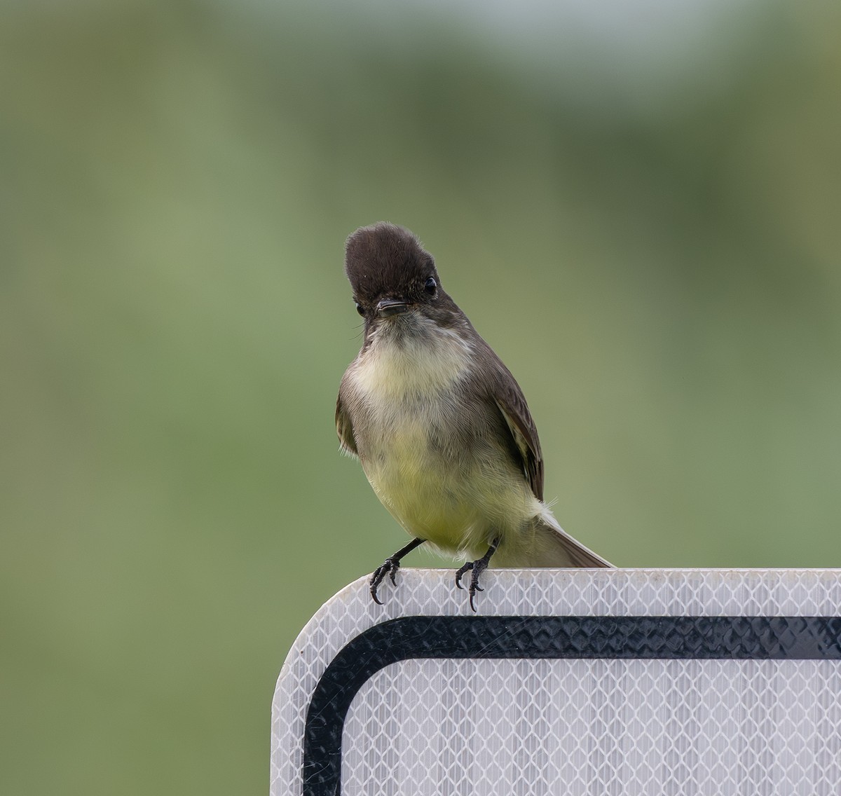 Феб буроспинний - ML644177988