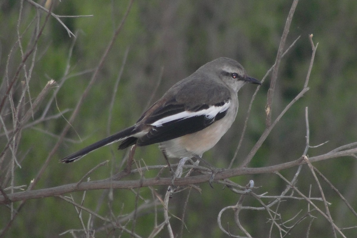 White-banded Mockingbird - ML644177994