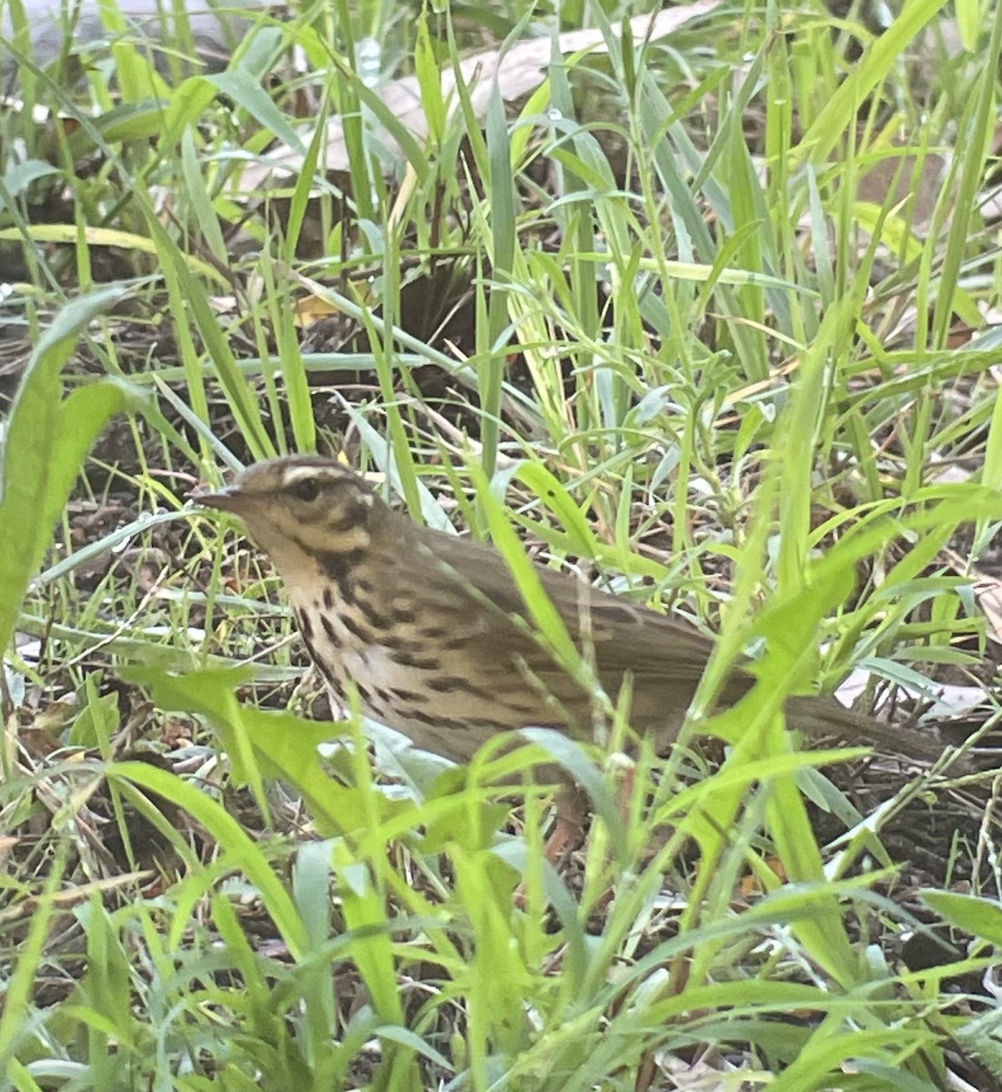Olive-backed Pipit - ML644178040