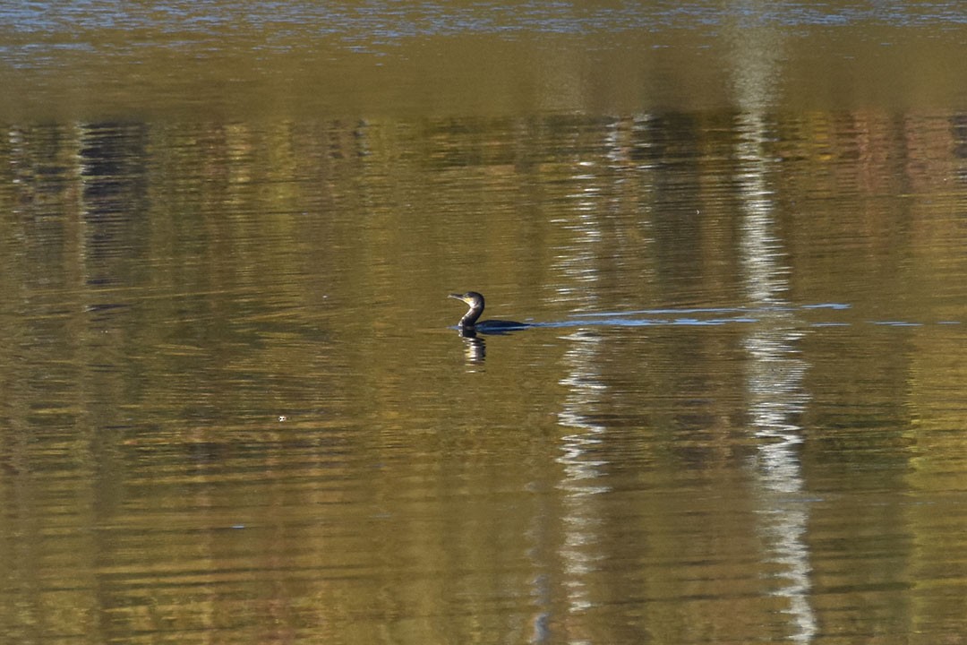 Great Cormorant - ML644178041
