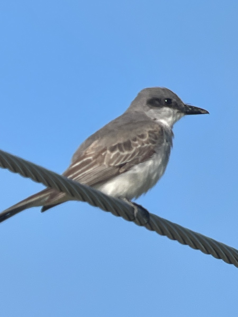 Gray Kingbird - ML644178044