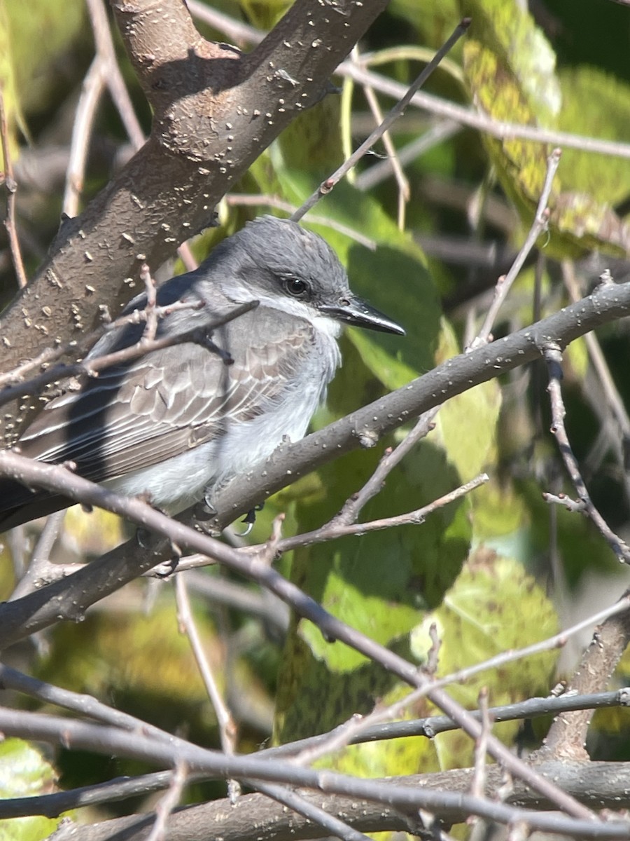 Gray Kingbird - ML644178045