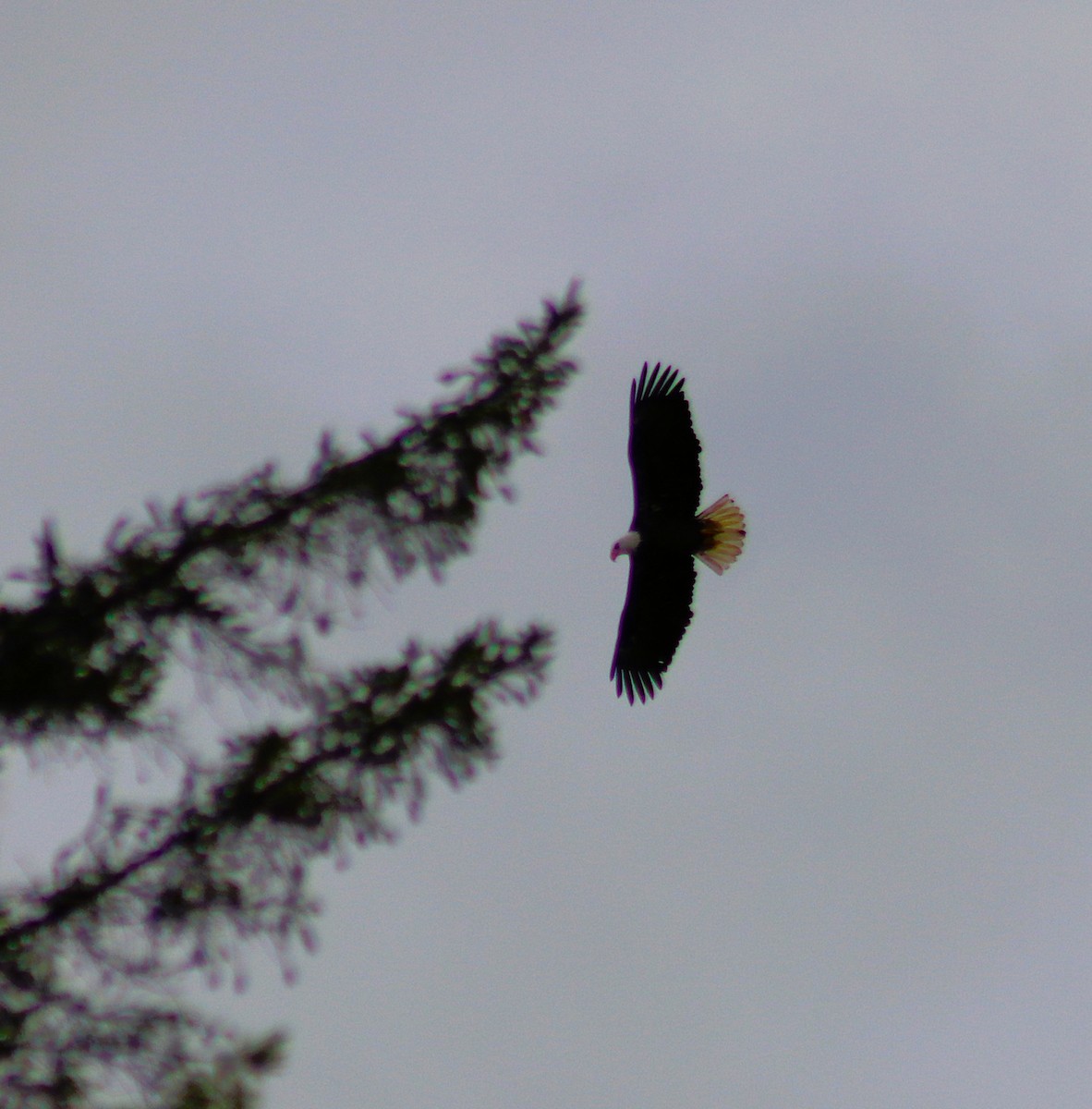 Pygargue à tête blanche - ML644178050