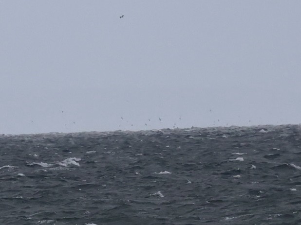 Short-tailed Shearwater - ML644178165