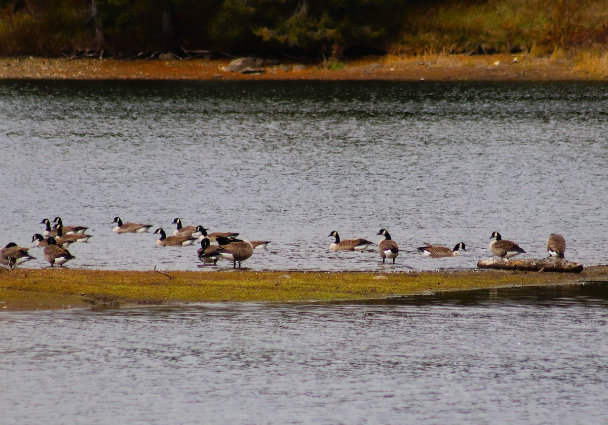 Bernache du Canada - ML644178166