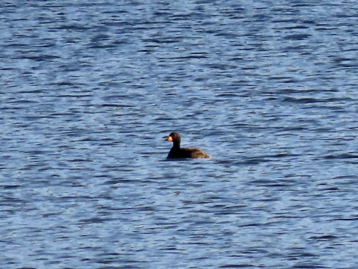 Black Scoter - ML644178172