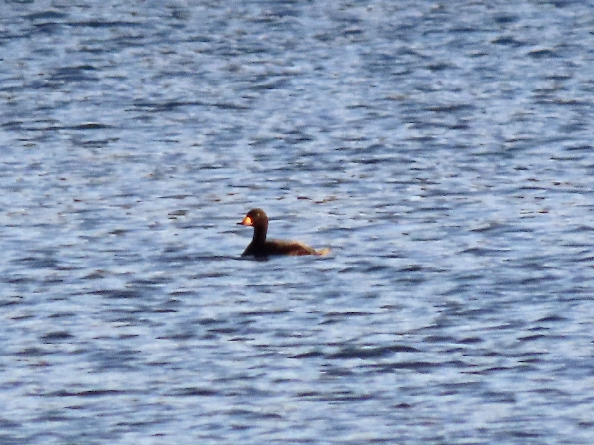Black Scoter - ML644178173