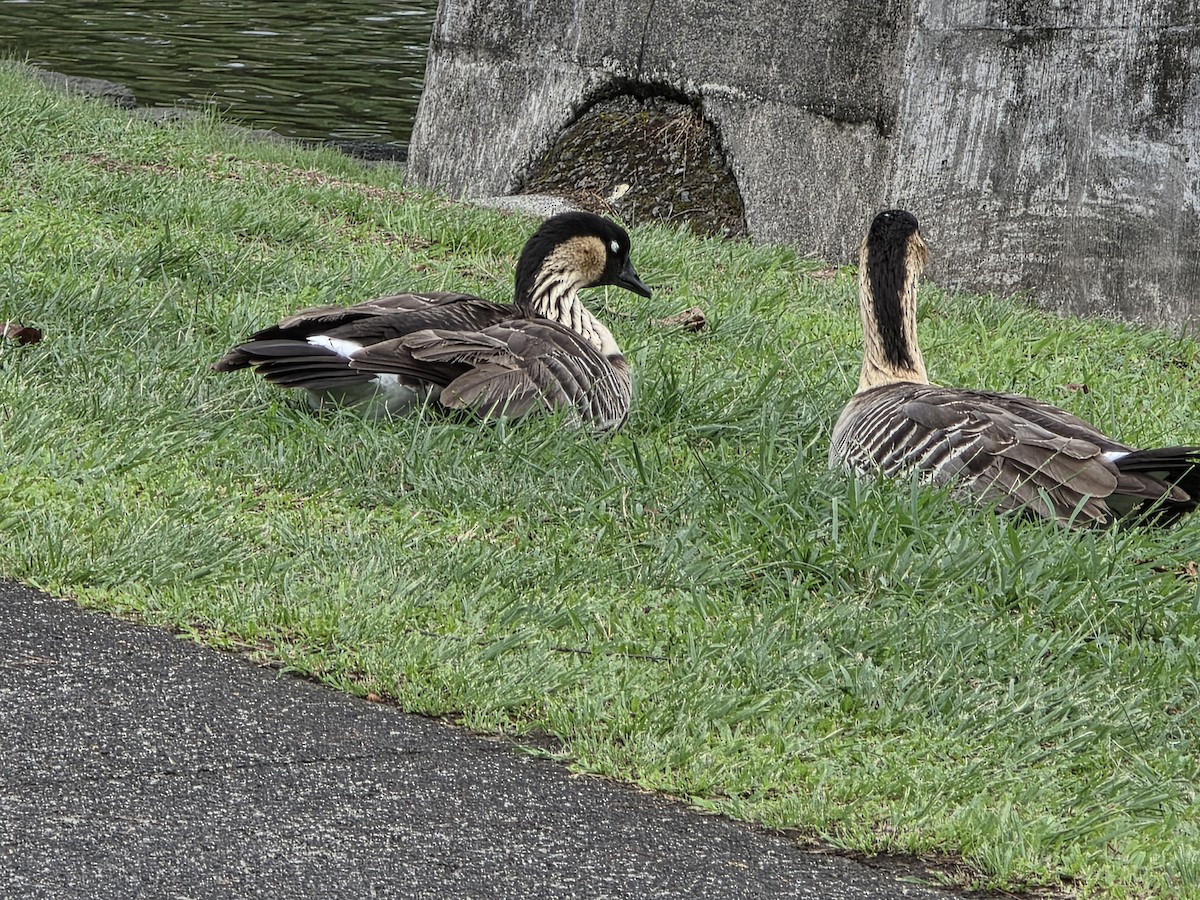 Гавайская казарка - ML644178175