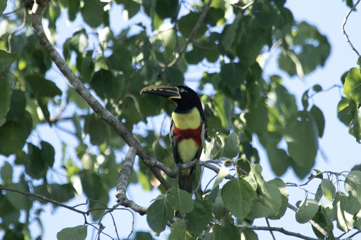 Chestnut-eared Aracari - ML644178182