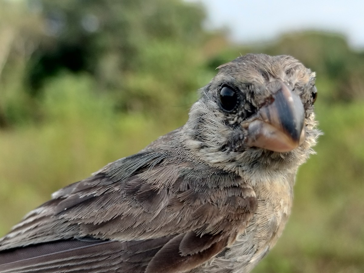 Gray Seedeater - ML644178191