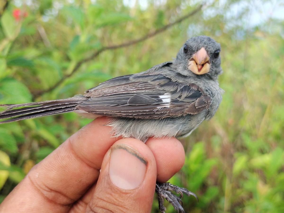 Gray Seedeater - ML644178199