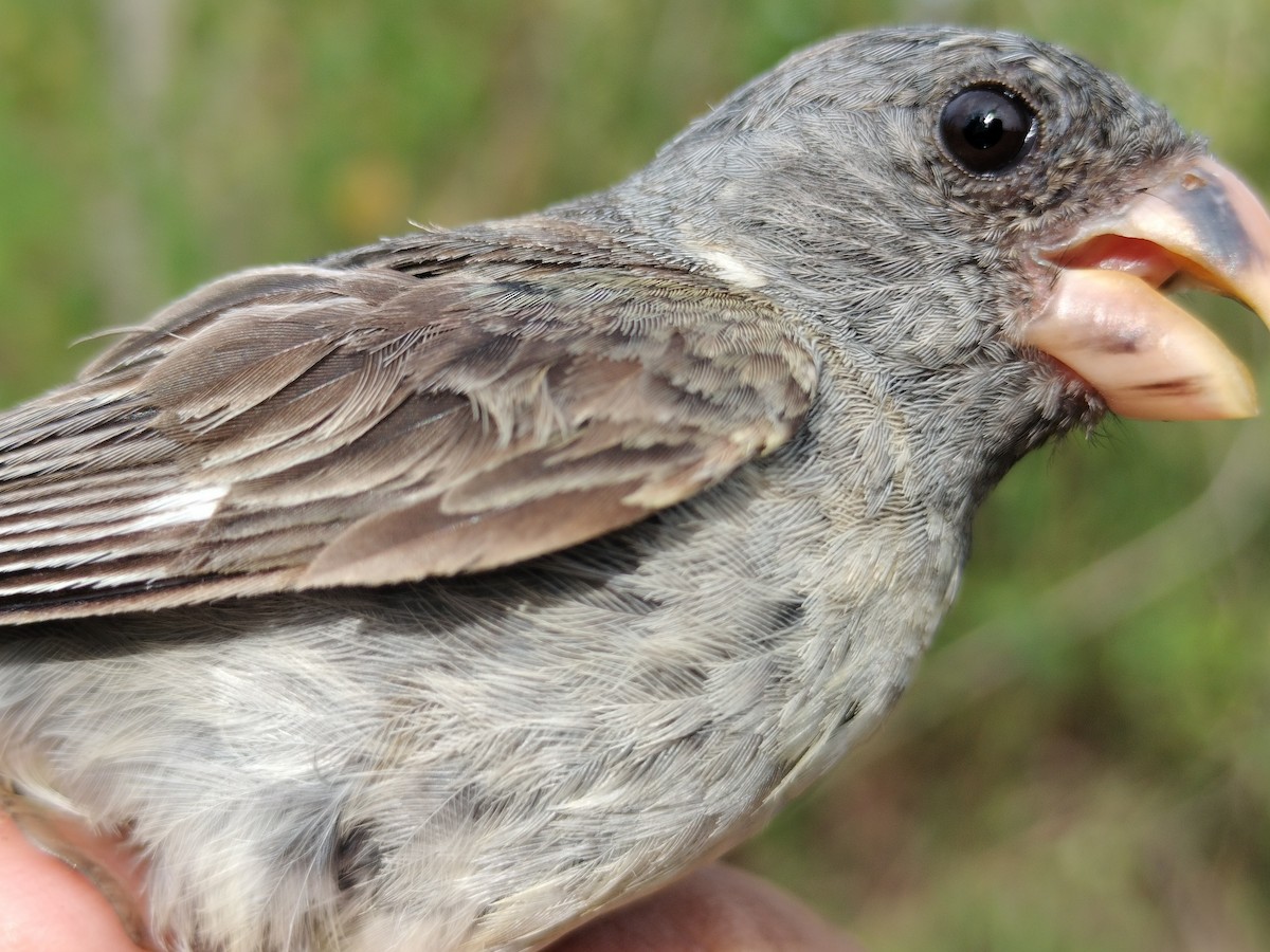 Gray Seedeater - ML644178201