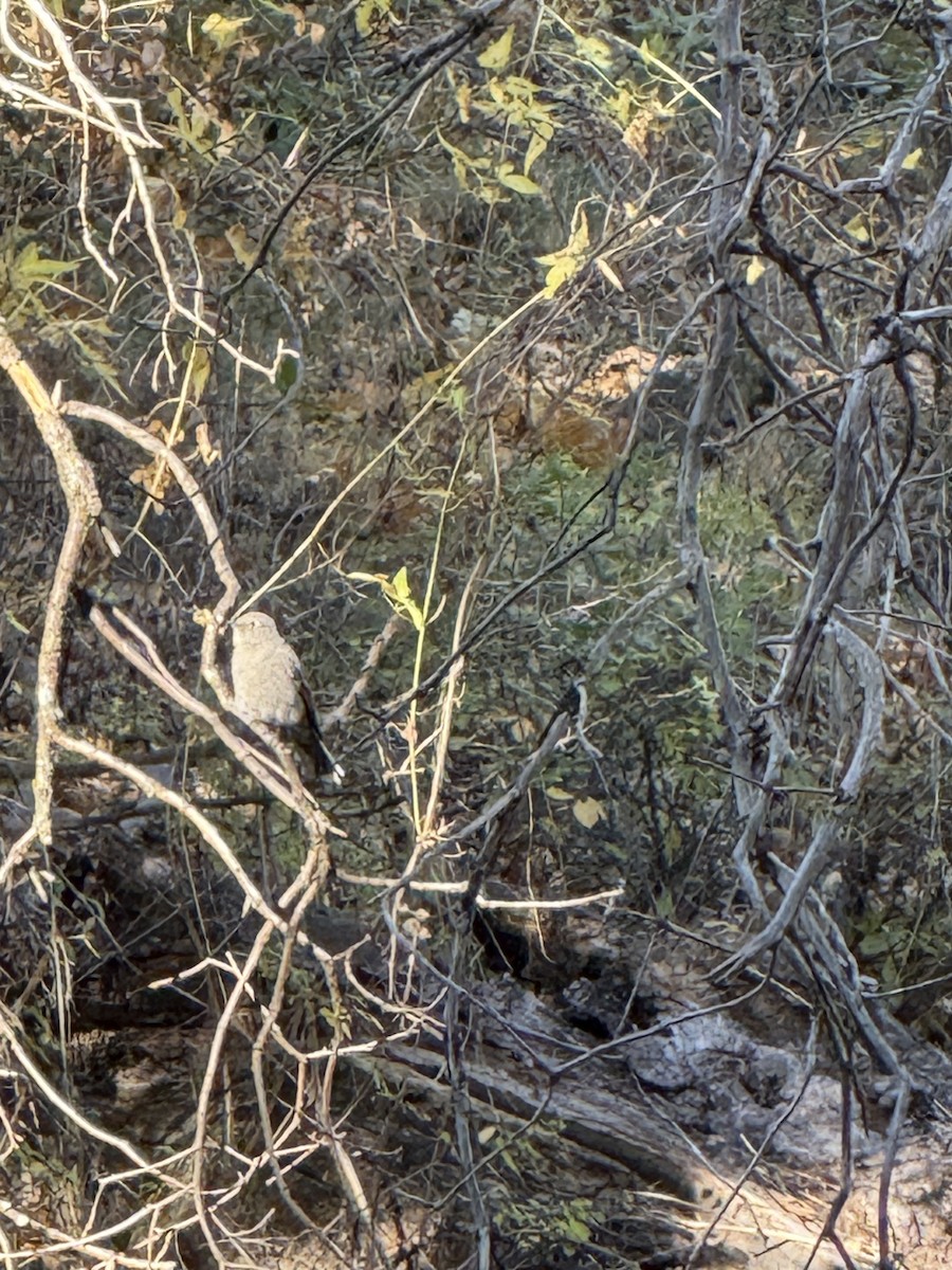 Townsend's Solitaire - ML644178225