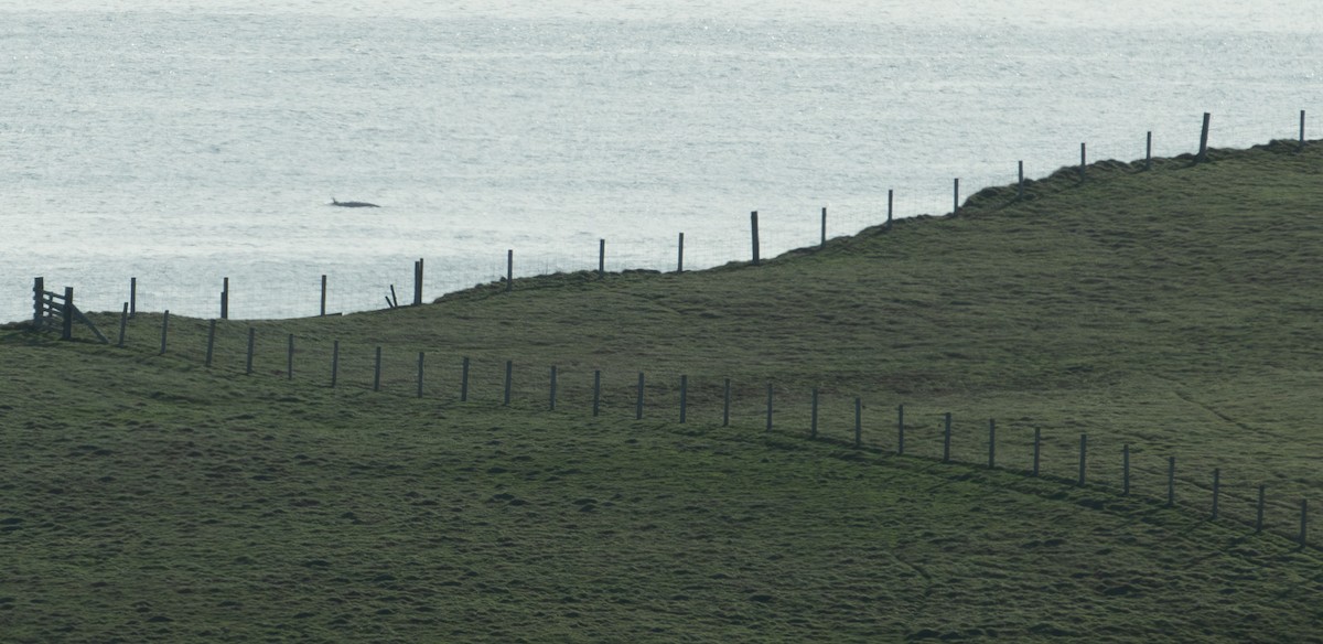 North Atlantic Minke Whale - ML644178239