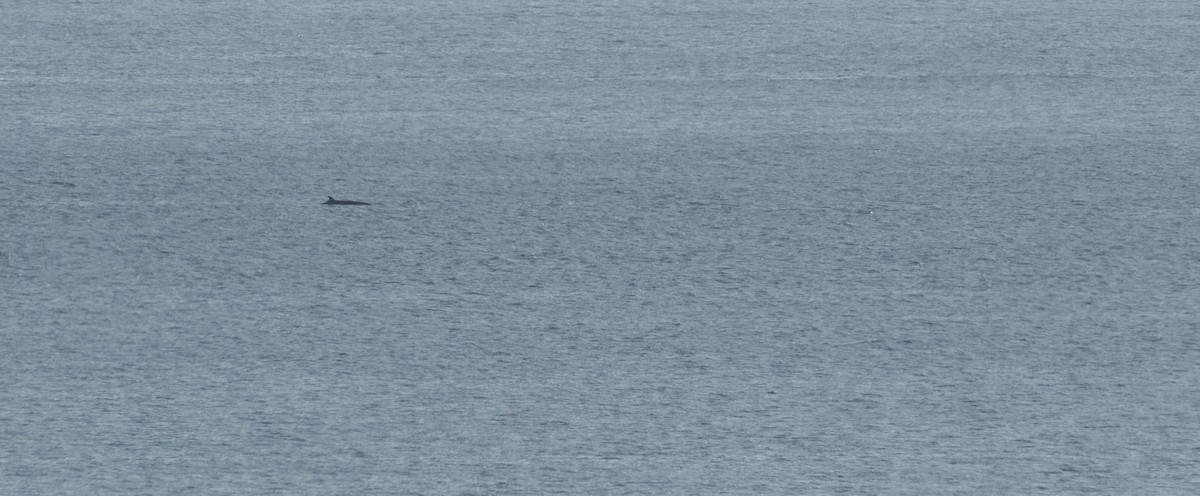 North Atlantic Minke Whale - ML644178240