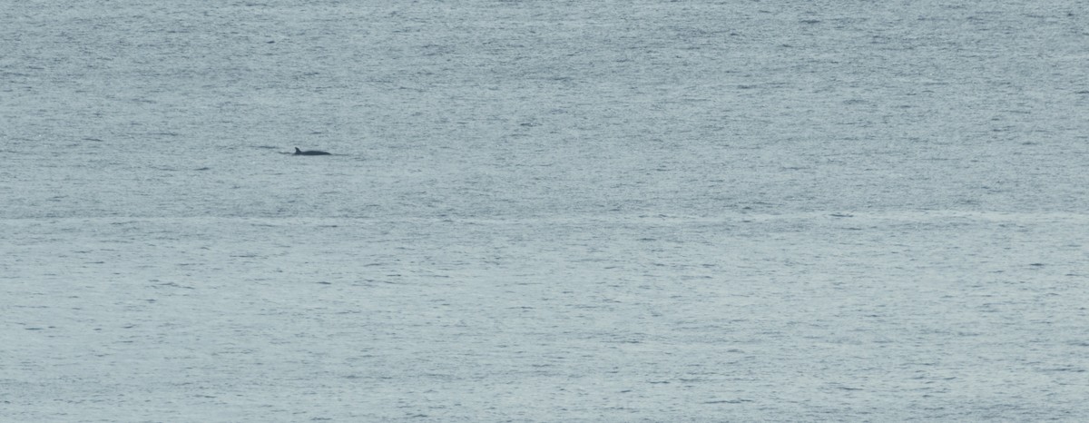 North Atlantic Minke Whale - ML644178241