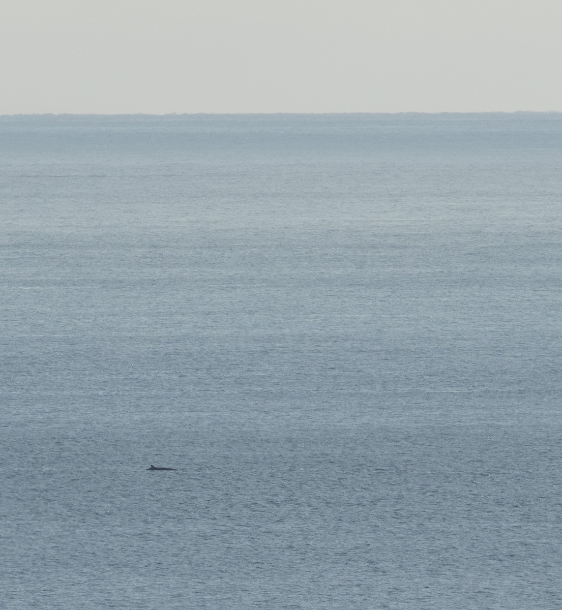 North Atlantic Minke Whale - ML644178242