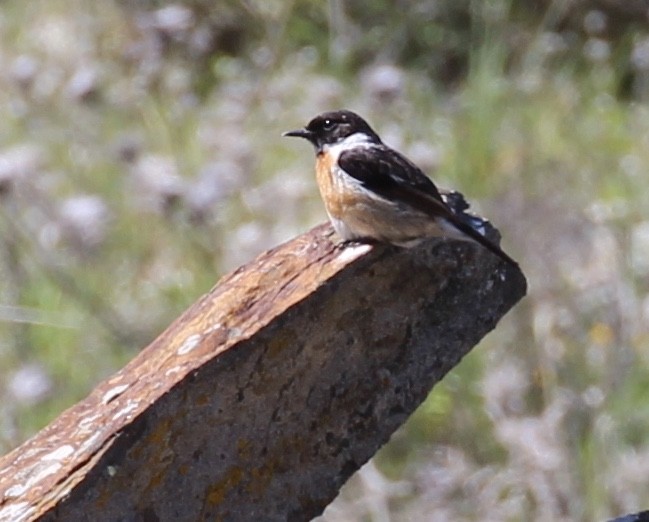 European Stonechat - ML644178248