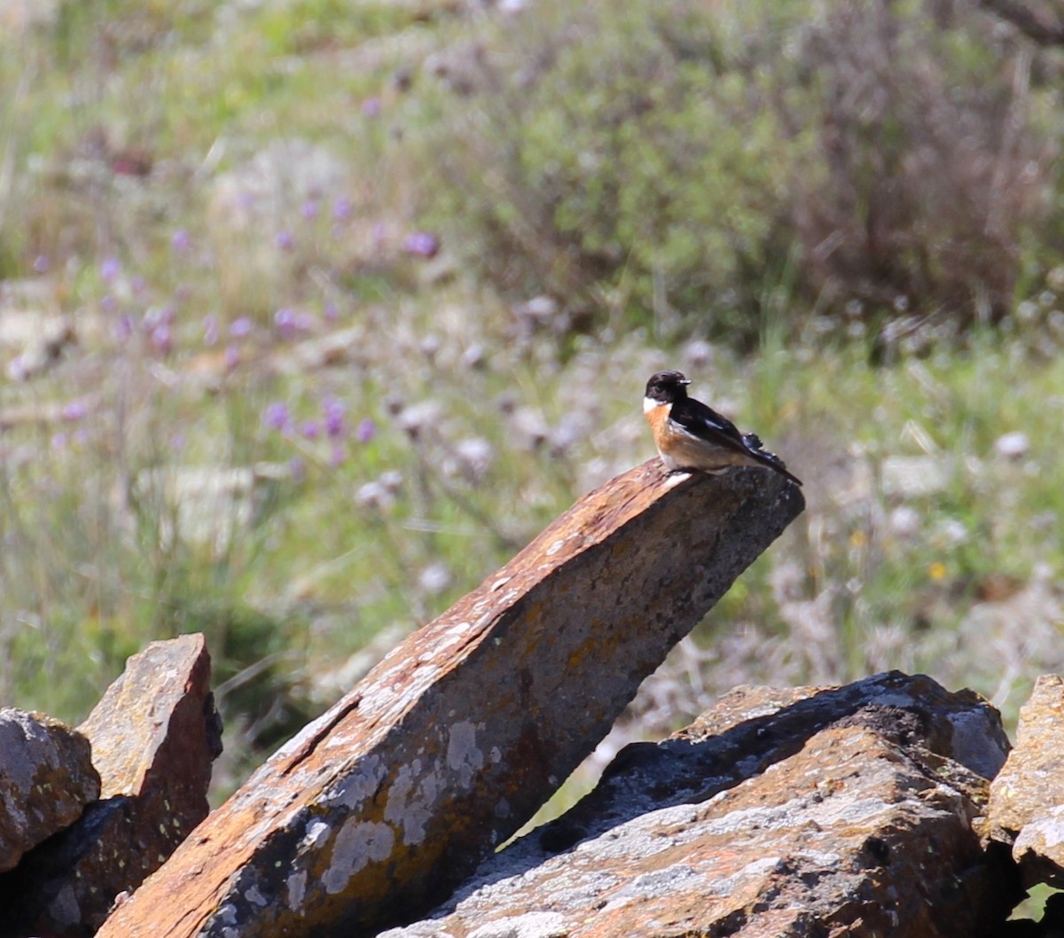 European Stonechat - ML644178249