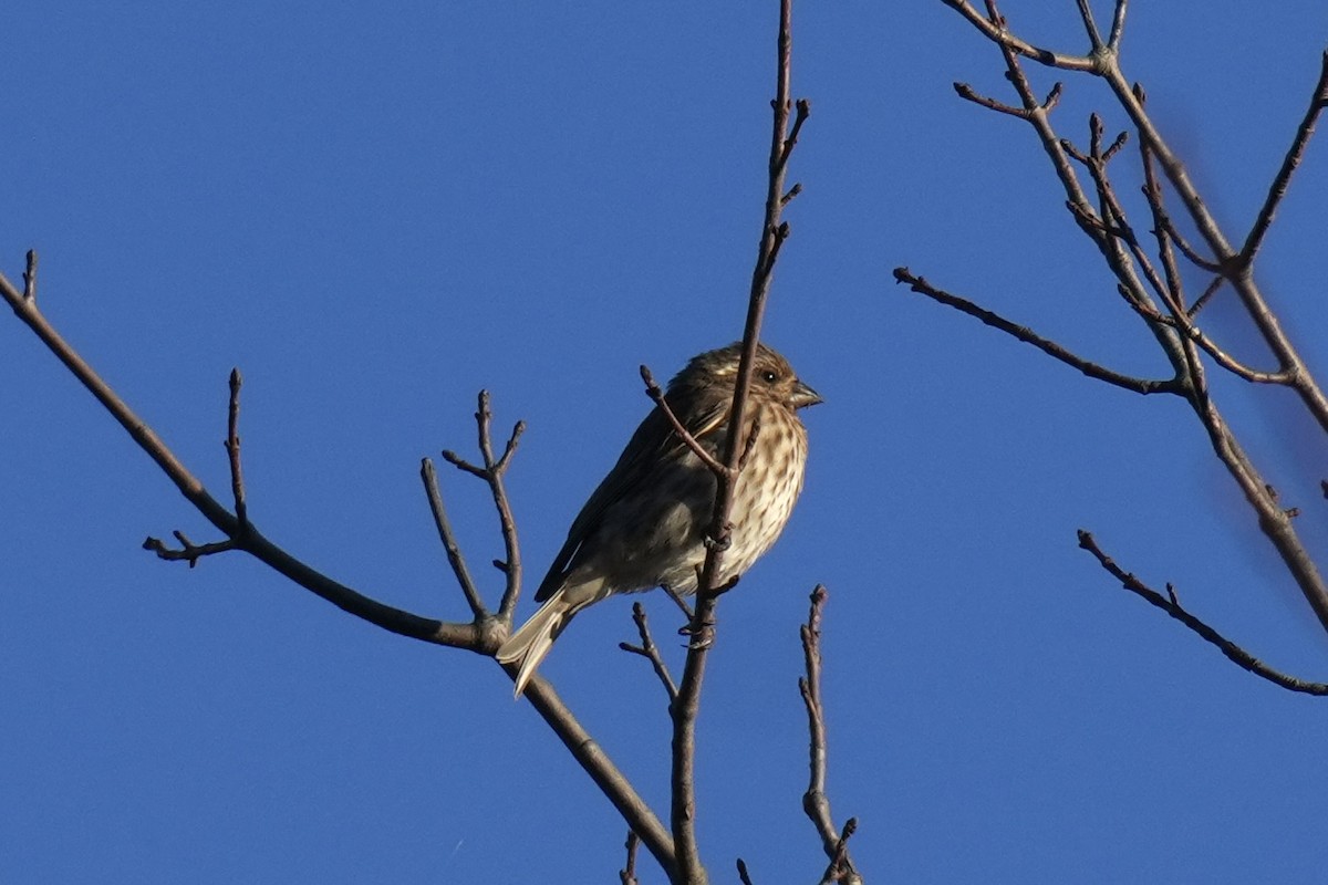 ムラサキマシコ - ML644178250