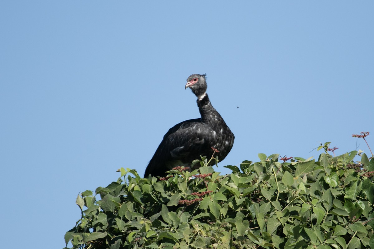 Southern Screamer - ML644178252