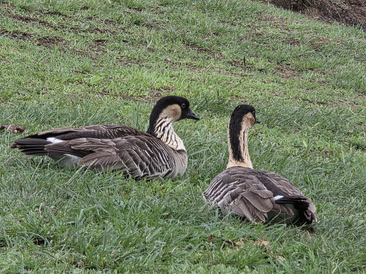 Гавайская казарка - ML644178280