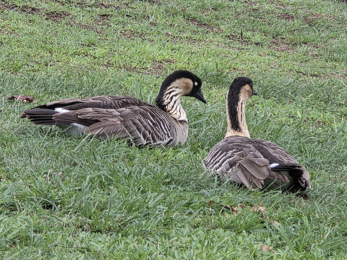 Гавайская казарка - ML644178282