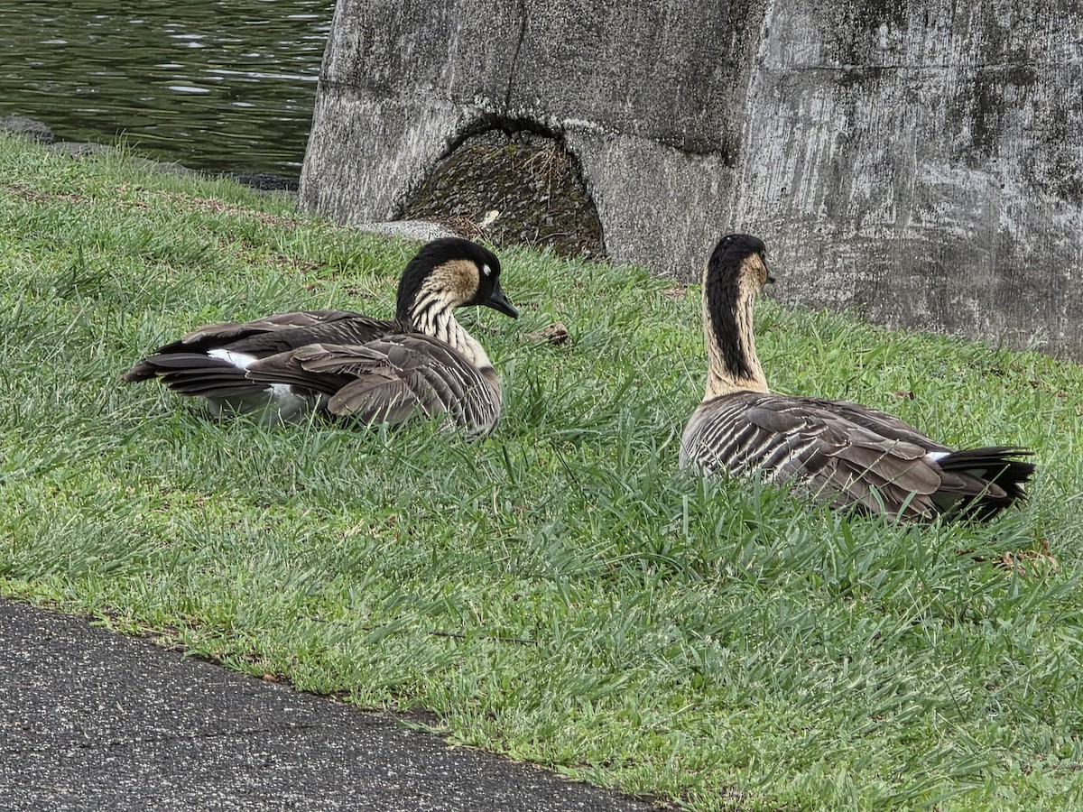 Гавайская казарка - ML644178284