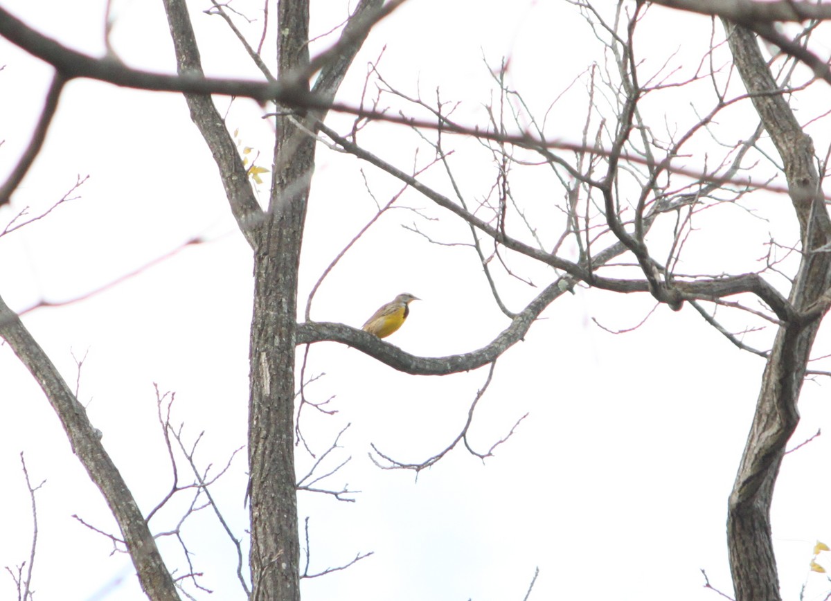 Eastern Meadowlark - ML644178294