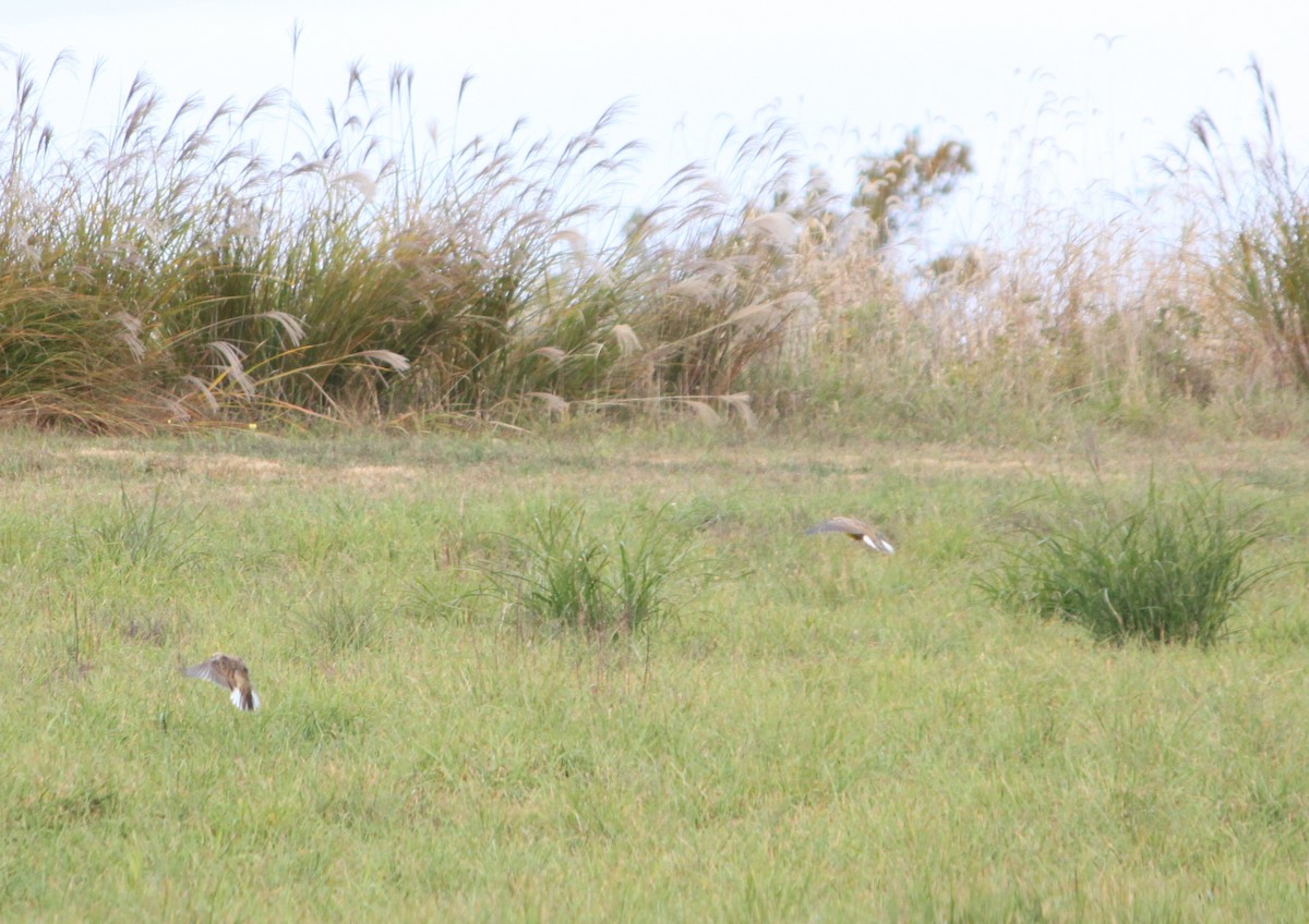 Eastern Meadowlark - ML644178296