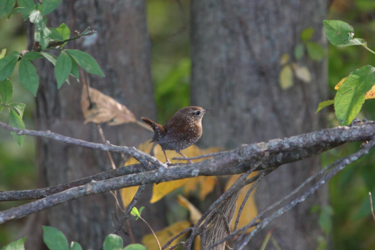 Winter Wren - ML644178299