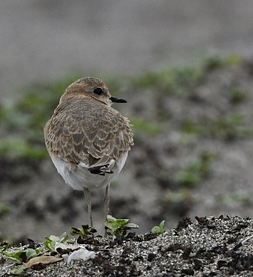 Mountain Plover - ML644178301